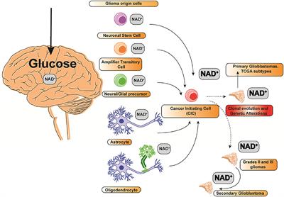 NAMPT as a Dedifferentiation-Inducer Gene: NAD+ as Core Axis for Glioma Cancer Stem-Like Cells Maintenance